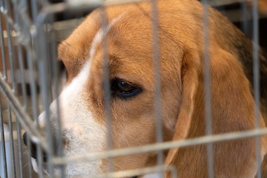 beagle em gaiola para teste em animais