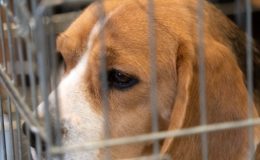 beagle em gaiola para teste em animais