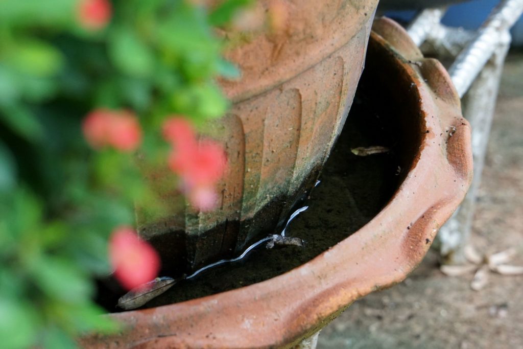 vaso de planta com água