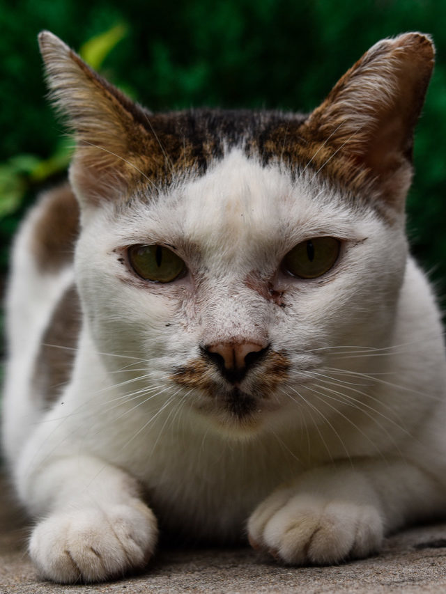 Esporotricose em gatos: como evitar a zoonose