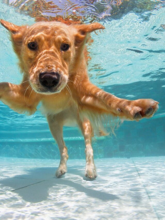 10 cuidados com cachorro na piscina