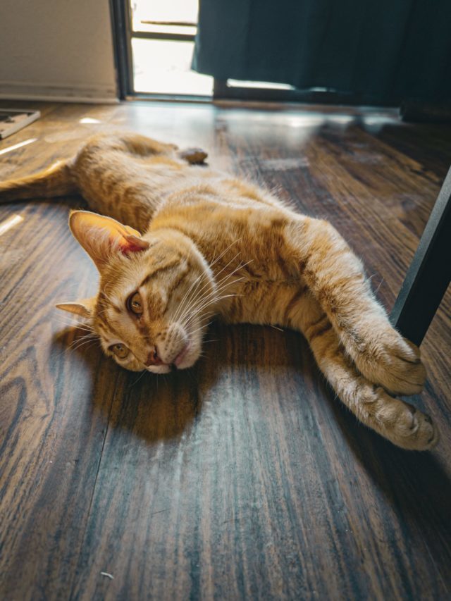 7 dicas para cuidar de gato no calor