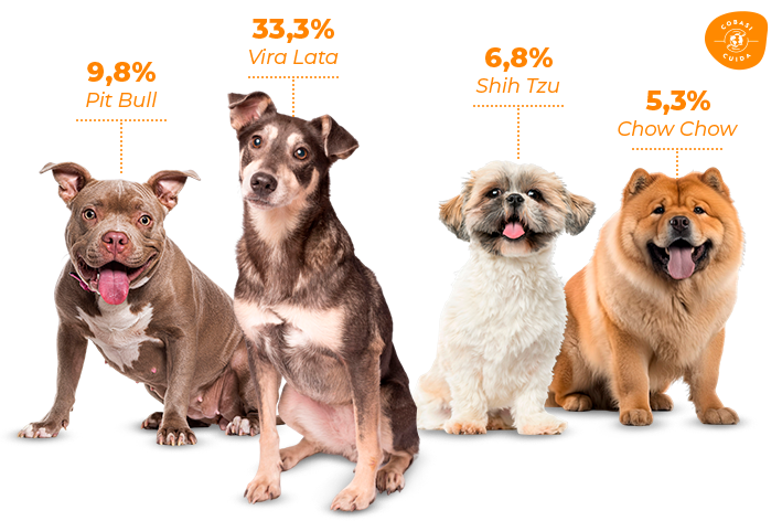 porcentagem racas de cães e animais abandonados