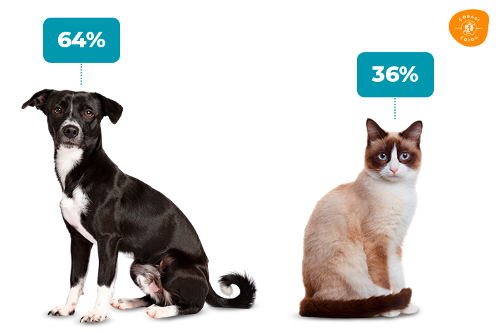 porcentagem cão e gato devolvidos