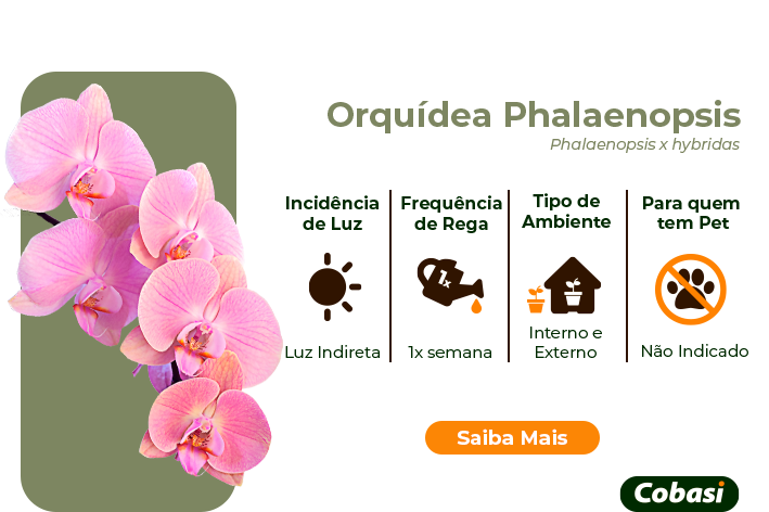 guia de plantas Orquídea Phalaenopsis
