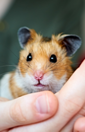 cropped-Hamster-sirio.png