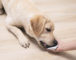 Bicheira em cachorro: causas, sintomas e tratamento