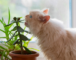 plantas não tóxicas para gatos